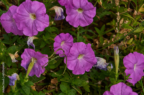 Purple petunias in the garden top view