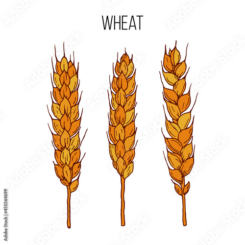 Vector set of wheat ears