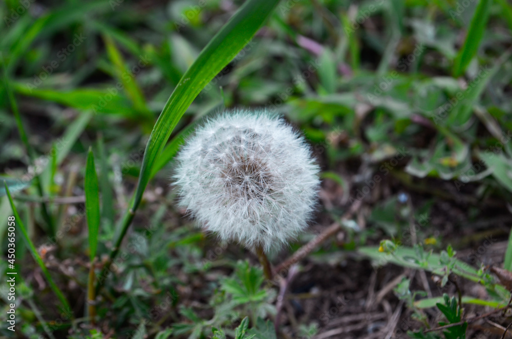 Dandelion