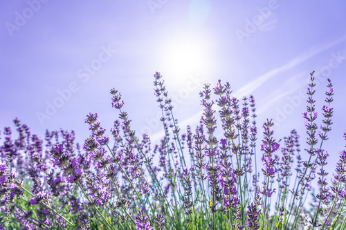 Beautiful closeup bushes of purple lavender flowers in summer