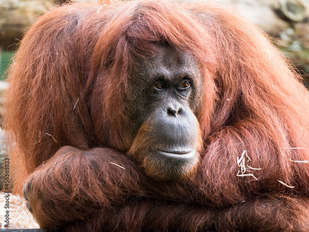 Close-up of an adult orangutan Close-up of an adult orangutan