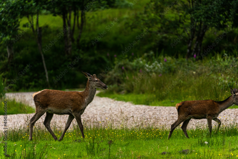 A pair of young red deer posing on the lawn of a deer nursery in the rays of the evening sun