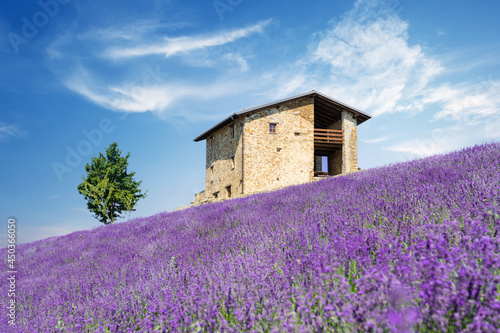 Bushes of purple lavender flowers in summer