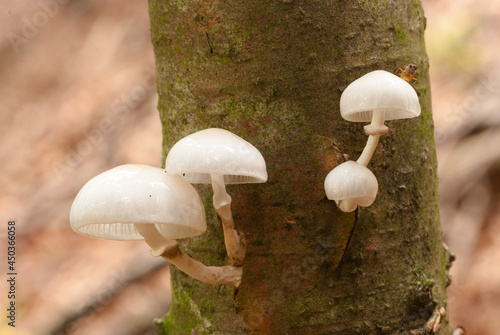 Come si nutrono i funghi
I funghi, a differenza delle piante, non riescono a crearsi da soli  la sostanza nutritiva organica, perciò cercano di trovarsi il nutrimento già pronto in diversi modi.
Alcun photo