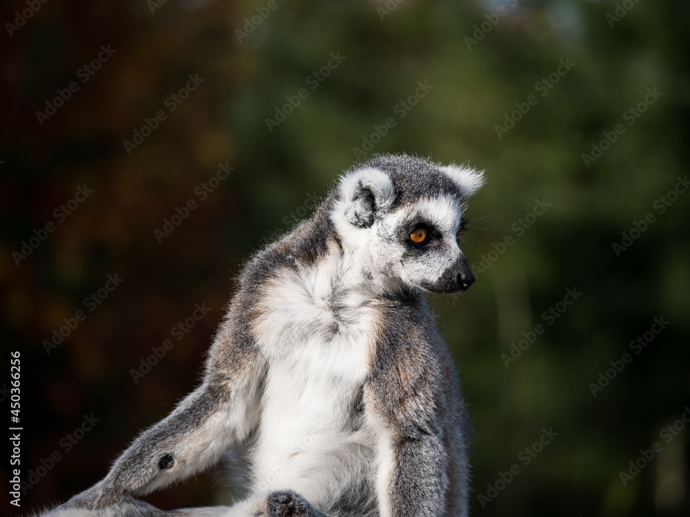 Obraz premium Ring-tailed lemur monkey looking around