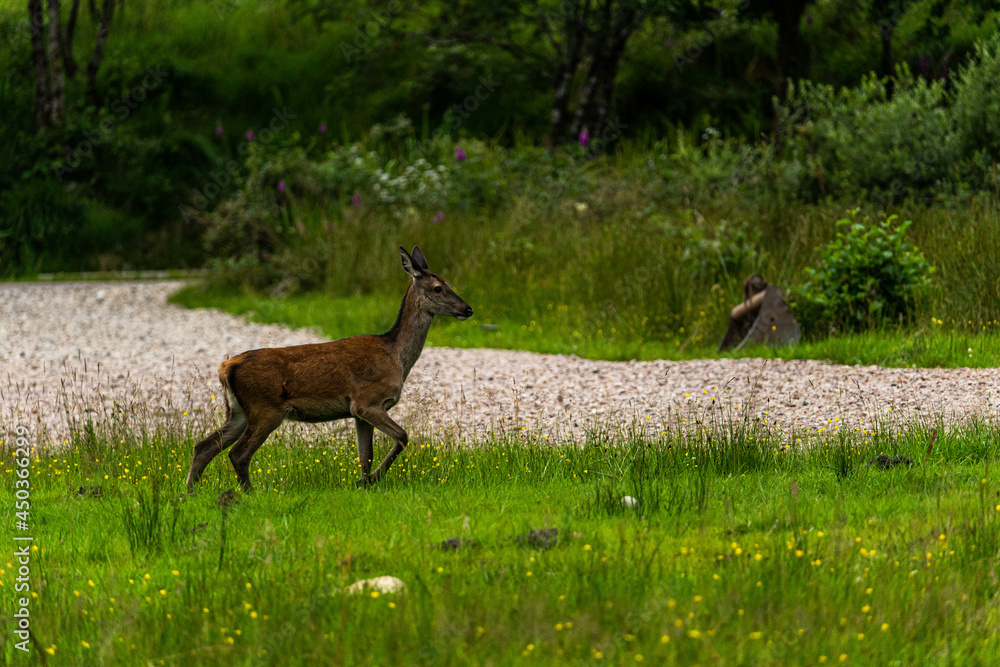 A pair of young red deer posing on the lawn of a deer nursery in the rays of the evening sun