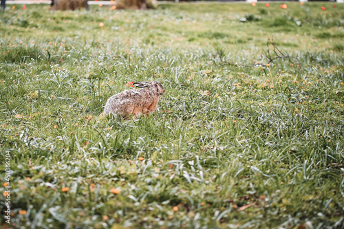 Photo of a wild rabbit or bunny in a park © Linda
