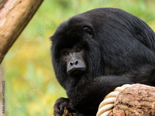 Photography Howler monkey staring in the distance