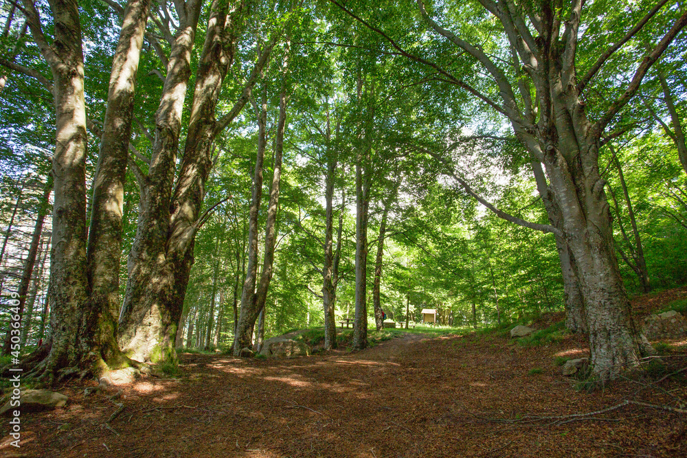A beautiful beech forest on the path of Monte Zatta in the province of Genoa, Italy. A beautiful beech forest on the path of Monte Zatta in the province of Genoa, Italy.