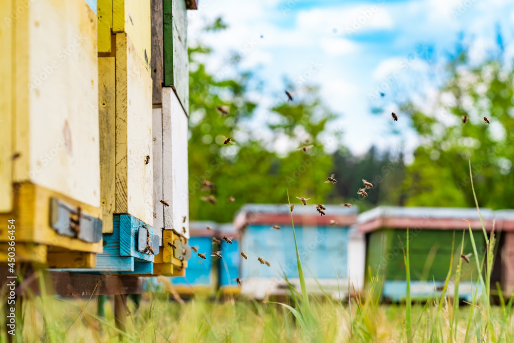 Colorful hives of bees on a meadow in summer. Hives in an apiary with bees flying to the landing boards. Apiculture. Bee smoker on hive Colorful hives of bees on a meadow in summer. Hives in an apiary with bees flying to the landing boards. Apiculture. Bee smoker on hive