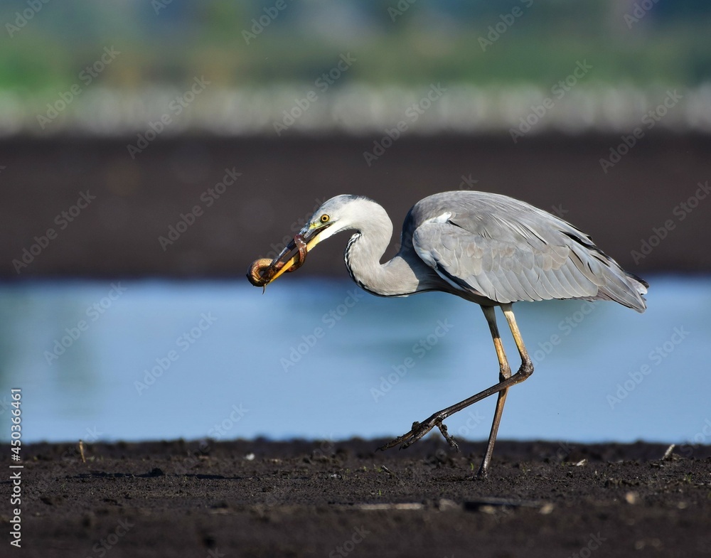 Obraz premium Czapla siwa na stawie rybnym z rybą w dziobie