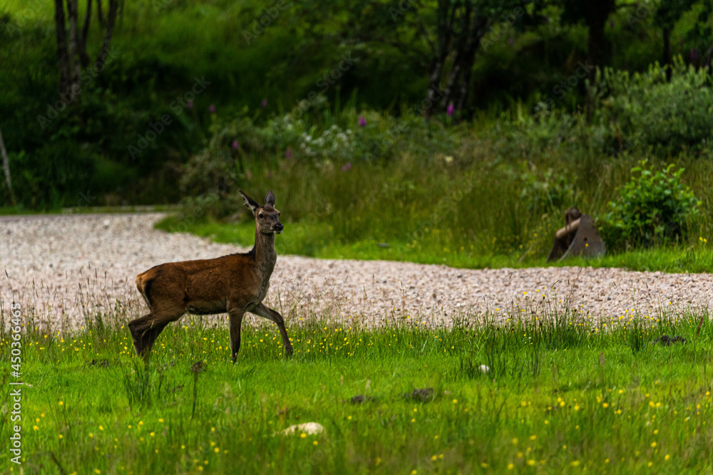 A pair of young red deer posing on the lawn of a deer nursery in the rays of the evening sun