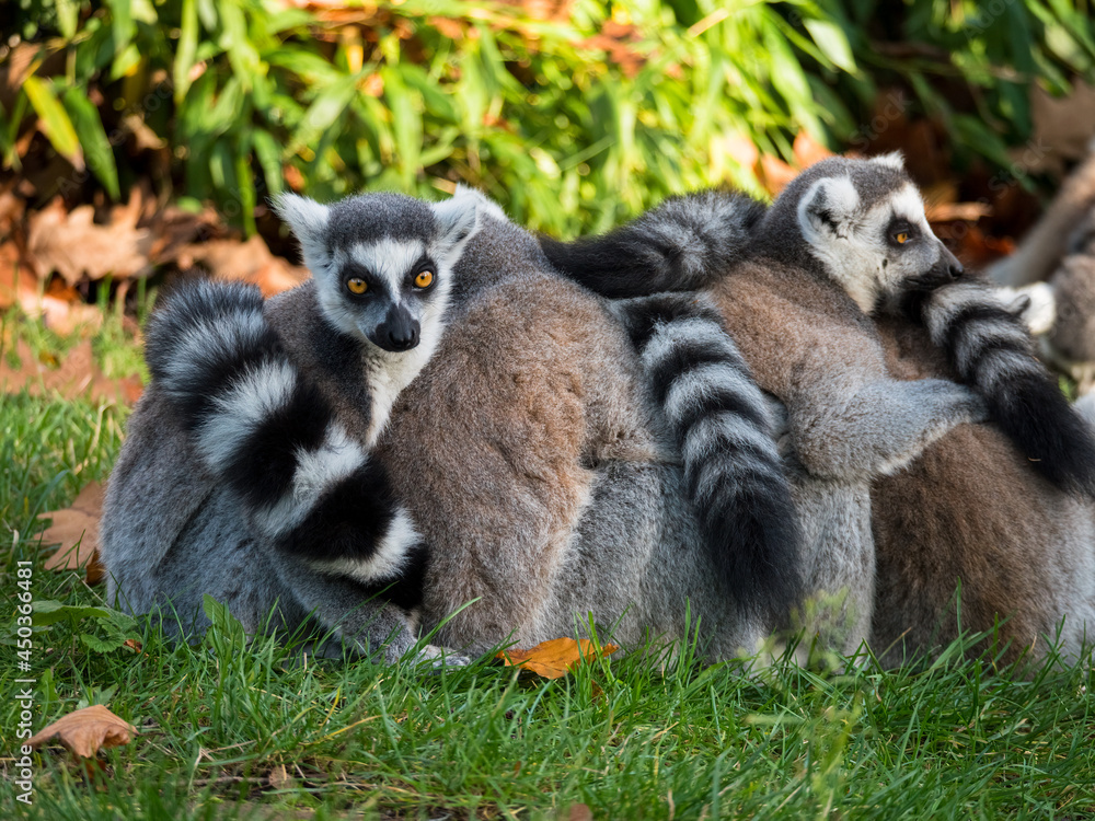 Obraz premium Group of ring-tailed lemur monkeys