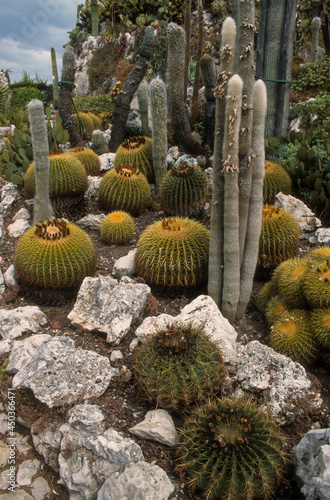 Wallpaper Mural Cactus, Echinocactus grusonii, Cleistocactus strausii, Jardin exotique d'Eze, 06, Alpes Maritimes Torontodigital.ca