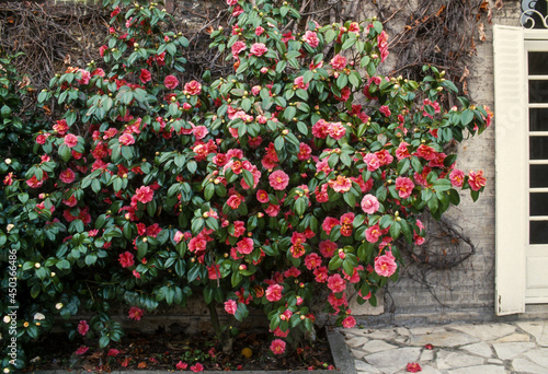 camélia du Japon, Camellia Japonica photo