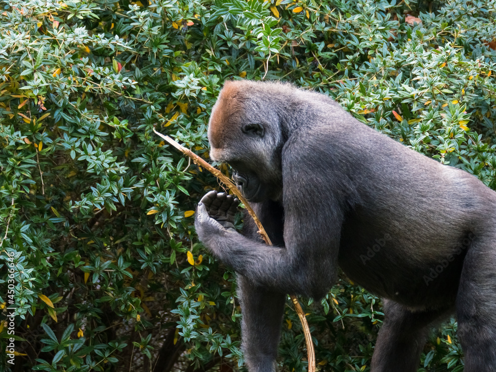 Obraz premium Western lowland gorilla holds a branch