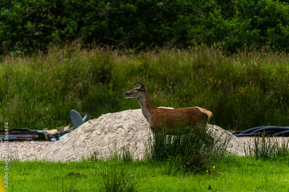 A pair of young red deer posing on the lawn of a deer nursery in the rays of the evening sun