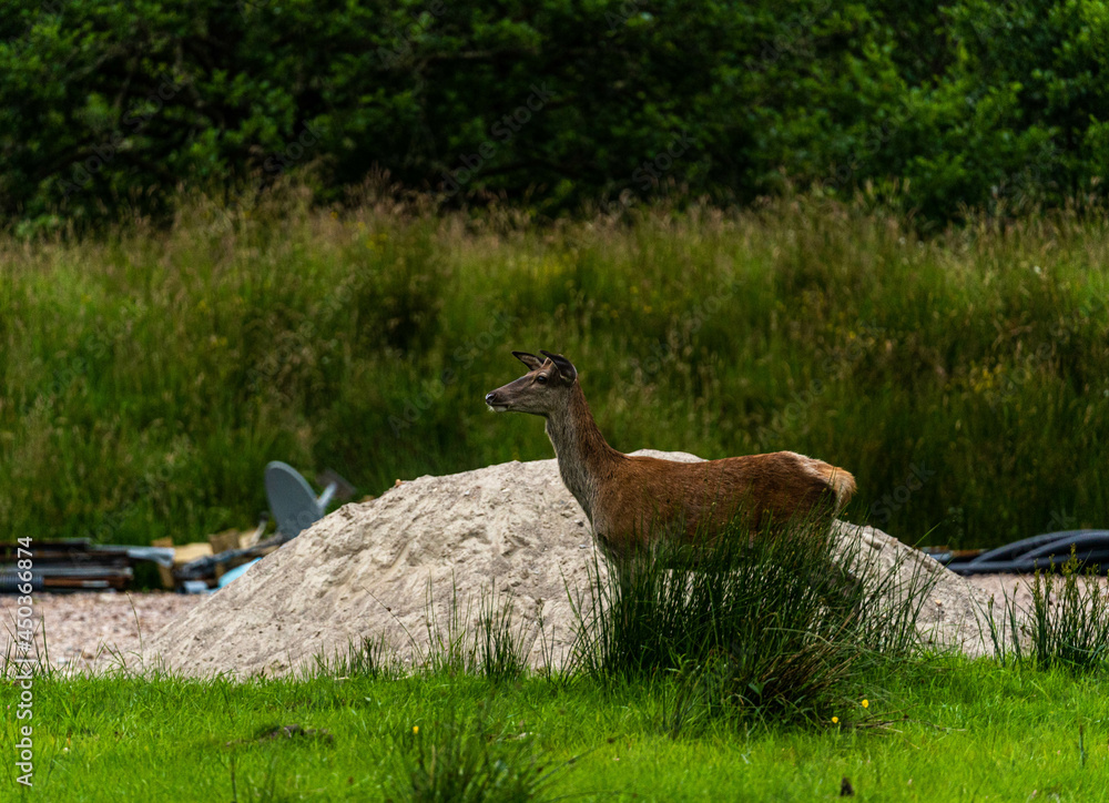 A pair of young red deer posing on the lawn of a deer nursery in the rays of the evening sun