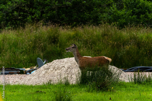A pair of young red deer posing on the lawn of a deer nursery in the rays of the evening sun
