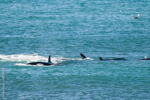 Killer whale hunting sea lions, Peninsula Valdes, Unesco World Heritage Site,Patagonia Argentina.