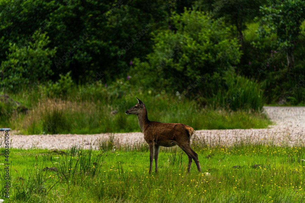A pair of young red deer posing on the lawn of a deer nursery in the rays of the evening sun