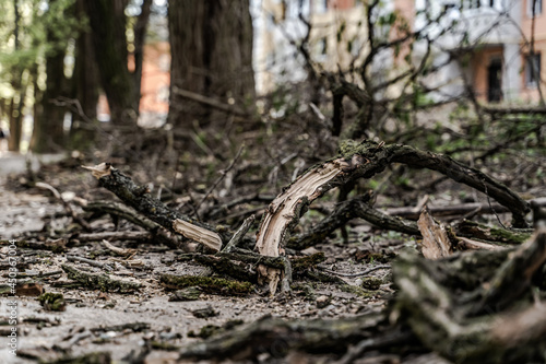 Piles of cut tree branches in city park. Sanitary deforestation. Heap of dry brushwood and deadwood