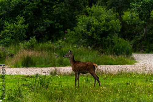 Obraz na płótnie A pair of young red deer posing on the lawn of a deer nursery in the rays of the evening sun
w salonie