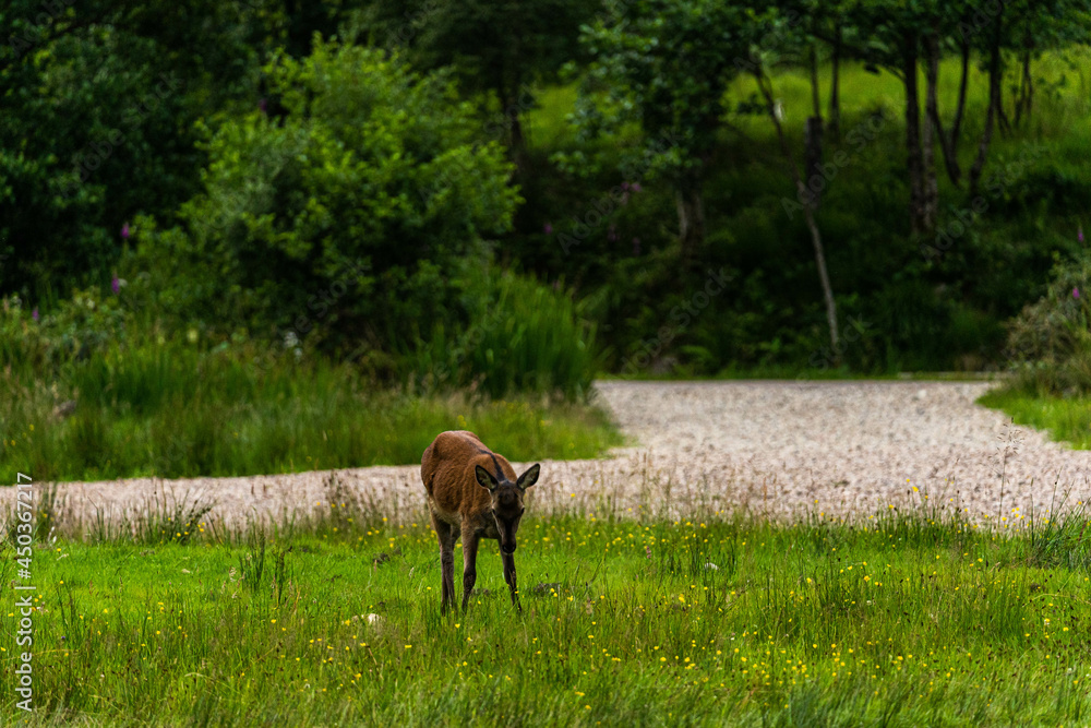 A female Red Deer grazing on the short park grass.