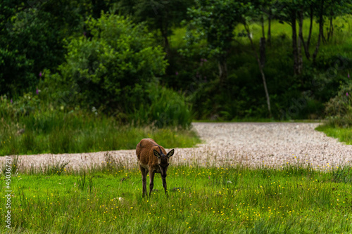 Obraz na płótnie A female Red Deer grazing on the short park grass.
w salonie