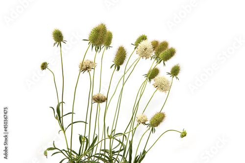Quadro em tela Garden flowers in late summer isolated on white background