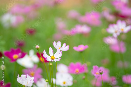 Close Up Flower colorful motion blur background. Nature and travel concept. © BUDDEE