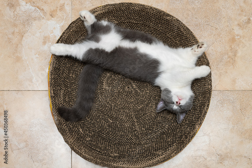 a cute British short hair cat sleeping on a corrugate cat scratcher photo