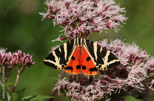 A pretty Jersey Tiger Moth, Euplagia quadripunctaria, nectaring on a pink flower.