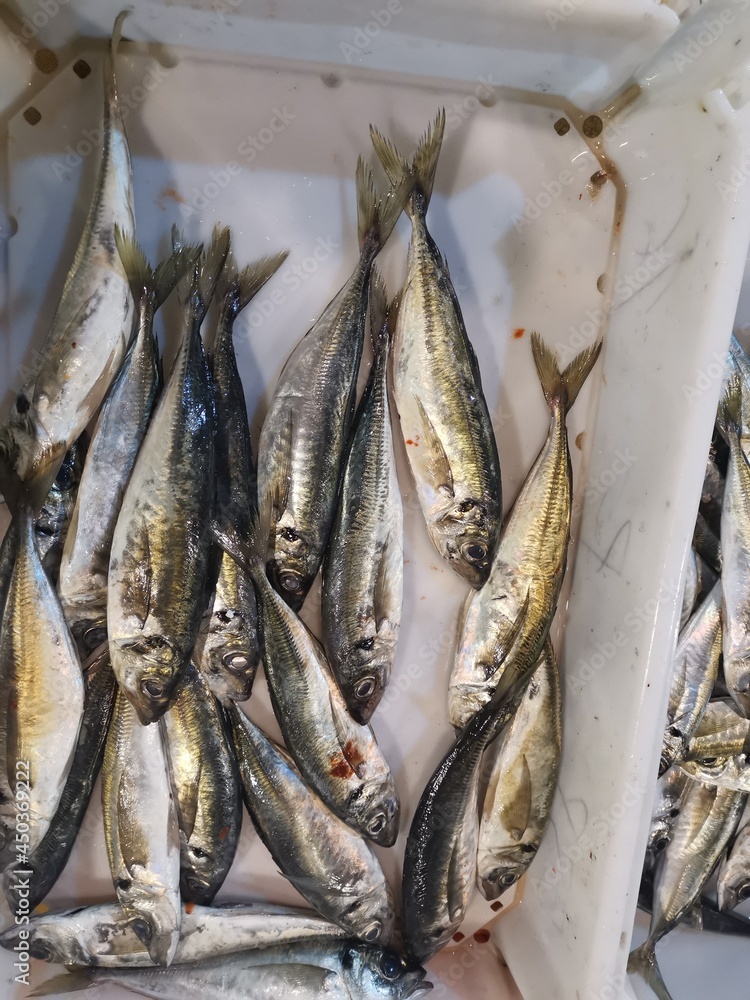 Obraz premium Fish from the freshly caught are almost alive