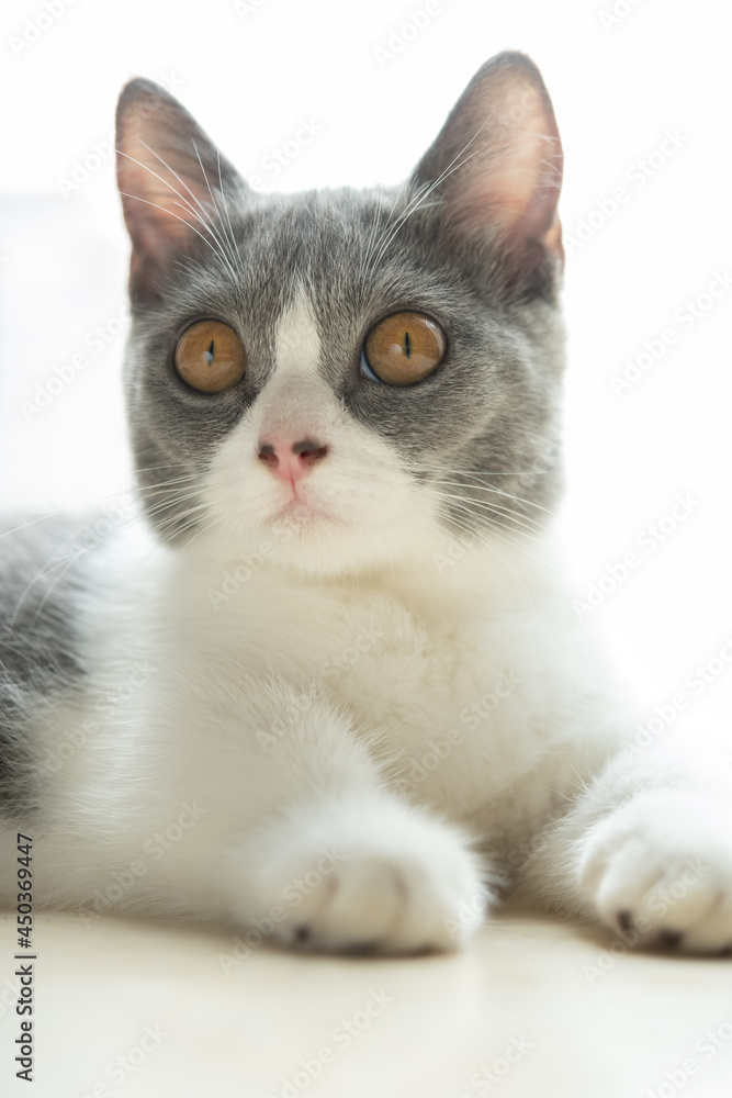 close up on a young British shorthair cats head