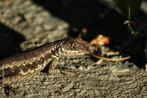 lizard on the rock