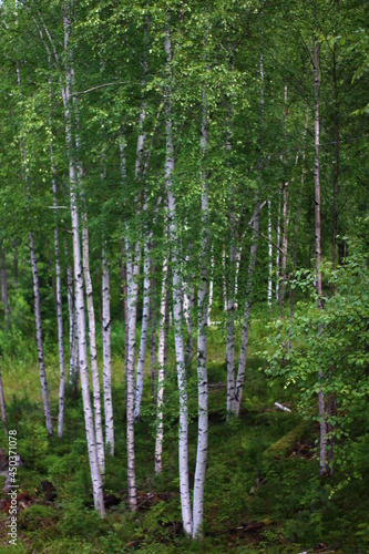 Dense birch forest