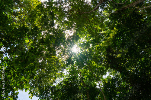Nature image A big tree in a fertile forest And the sunlight shines through the leaves beautifully In the summer. Nature and travel concept.