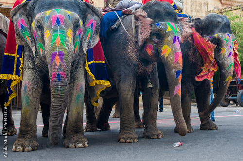 Colorful hand painted elephants, Holi festival, Jaipur, Rajasthan, India 