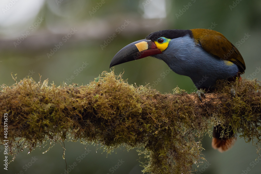 Fototapeta premium Leistenschnabeltukan (Plate-billed mountain toucan) Ecuador