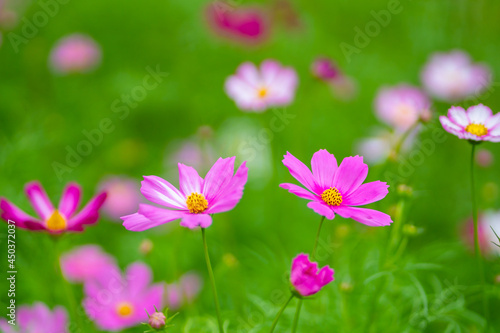 pink flowers in the garden © BUDDEE
