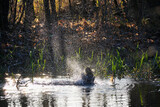 Jesienna kąpiel kaczki krzyżówki w rzece. Rozpryskane krople wody, ruch, dynamika, pod światło.