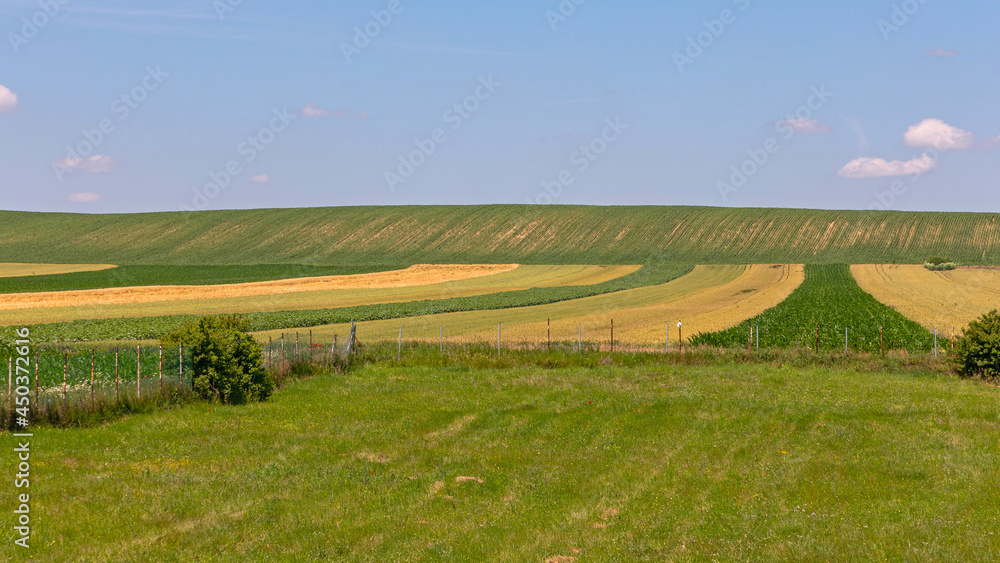 Obraz premium Green Field Crops