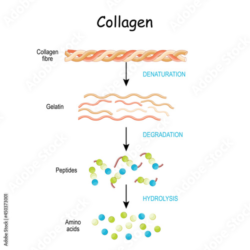 collagen peptides photo