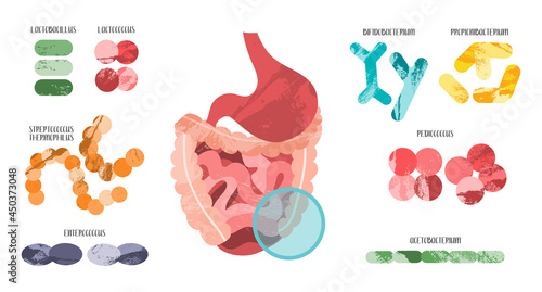 Probiotics. Lactic acid bacteria. Good microorganism for stomach, gut, intestinal flora health. Microbiome. Bifidobacterium, lactobacillus, lactococcus, thermophilus streptococcus. Vector flat cartoon