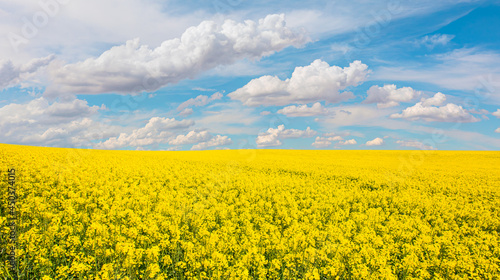 Fotografie Yellow mustard field landscape industry of agriculture with blue sky in the back