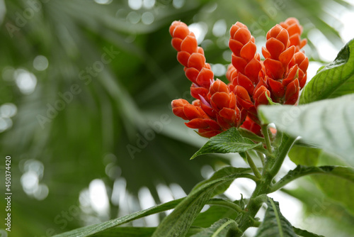 Flowers of Aphelandra plant in a garden photo