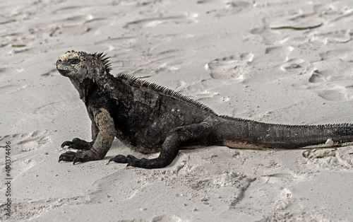 Marine iguana on the sand. Latin name - Amblyrhynchus cristatus	
