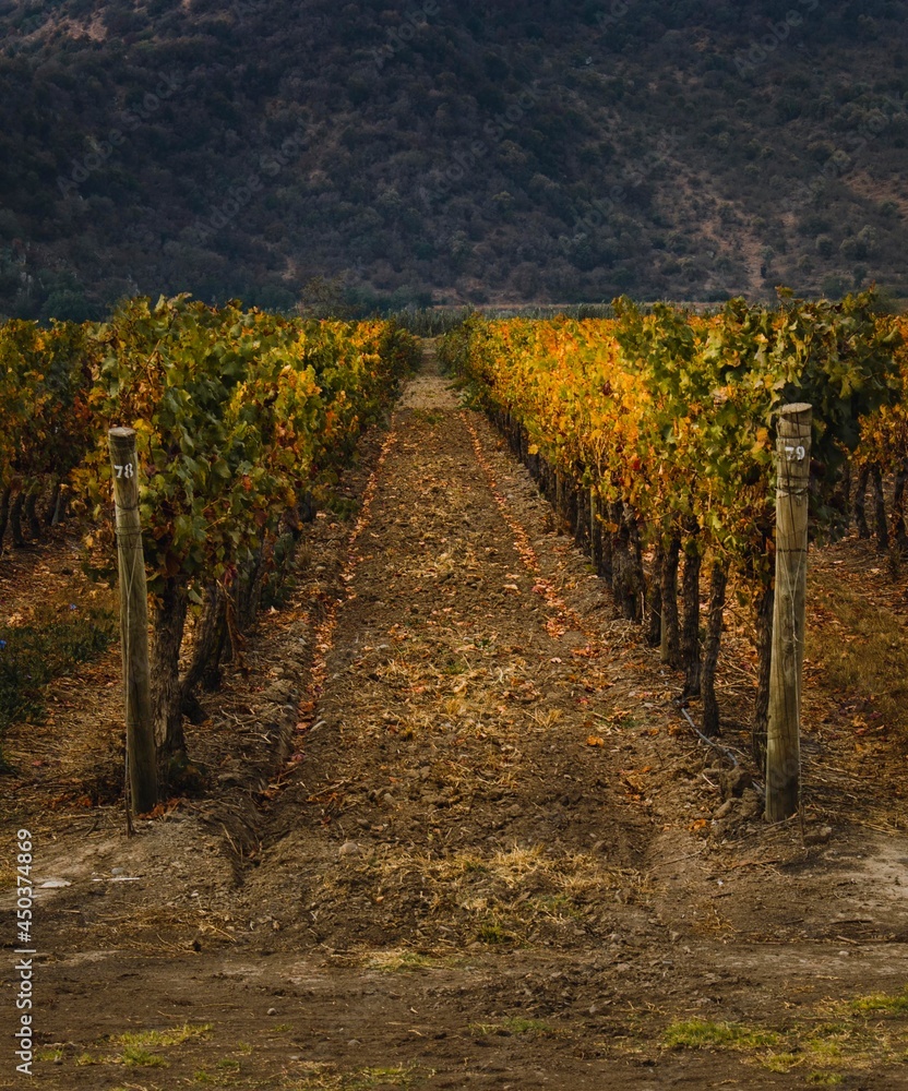 Fototapeta premium Otoño en la viña