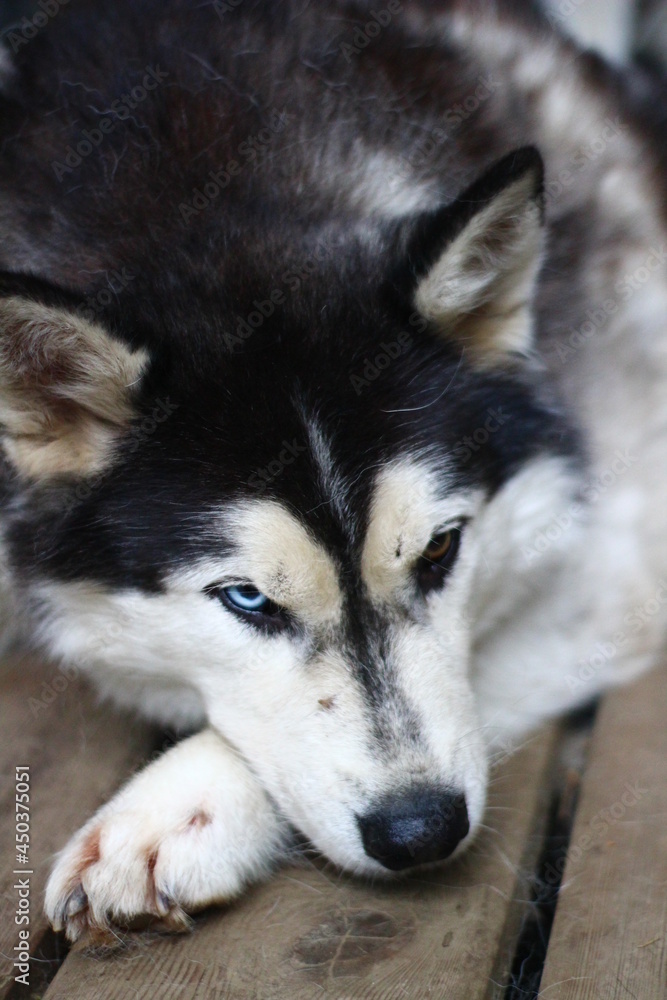 SIberian husky dog with blue eyes